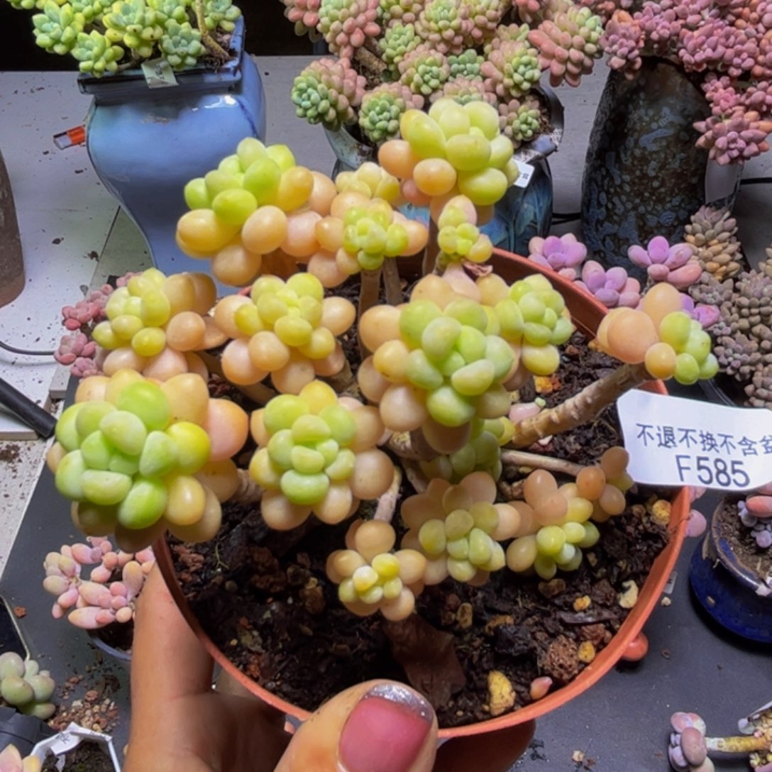 花朵鱼子酱585/8cm