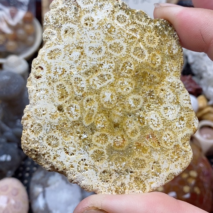 颈饰未镶嵌硅化珊瑚（珊瑚玉）