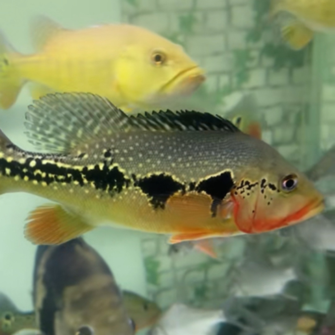 观赏鱼fogo三间鱼30-32公分