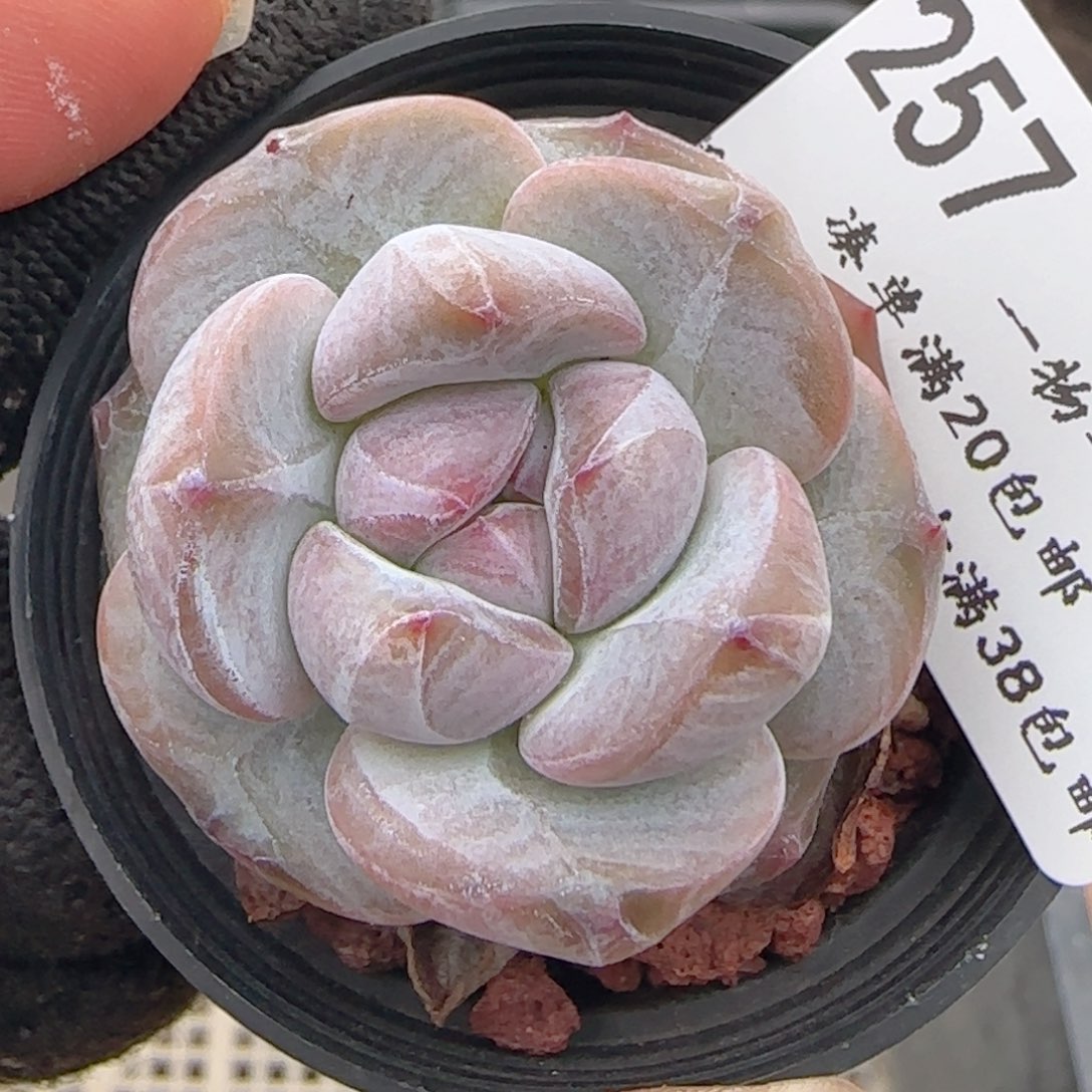 0610-257星影星影