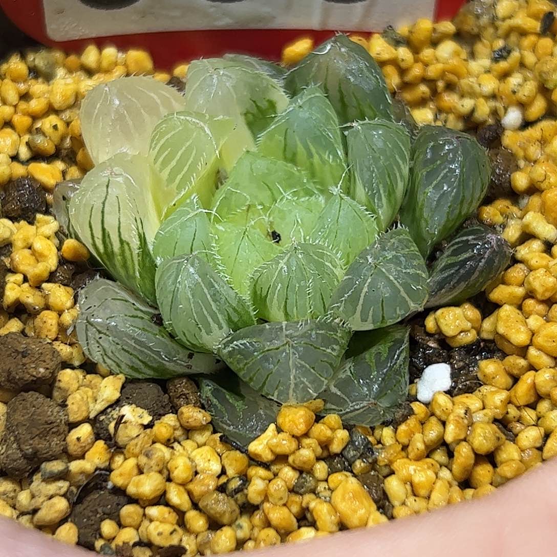 冰魄锦十二卷多肉植物满