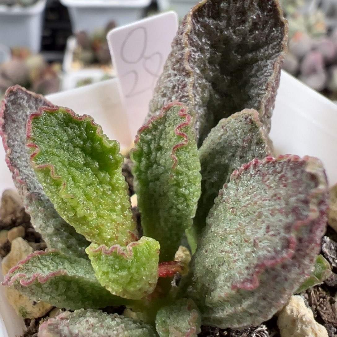 w波浪边冰晶颗粒款实生新品