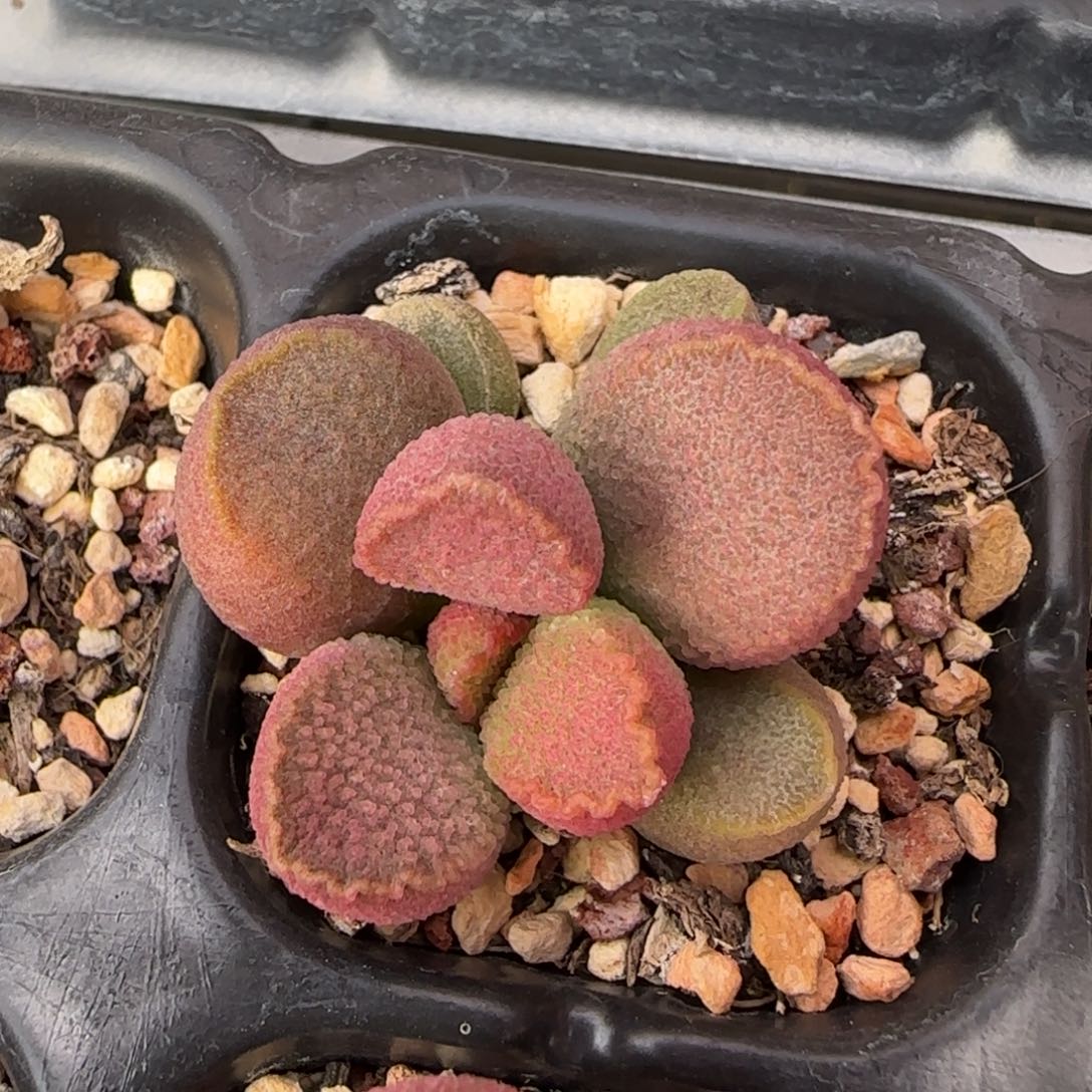 玉环水泡多肉植物