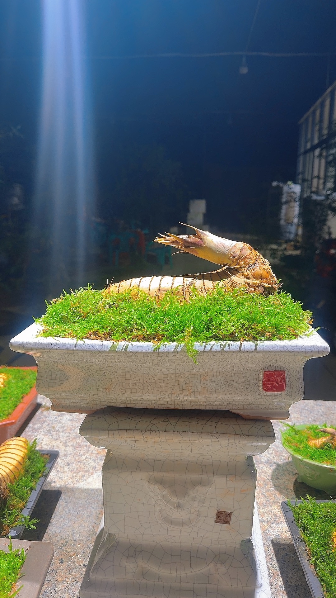 小叶簕竹盆栽带盆带土包邮室内好养活绿植半熟宝塔凤尾游龙桩