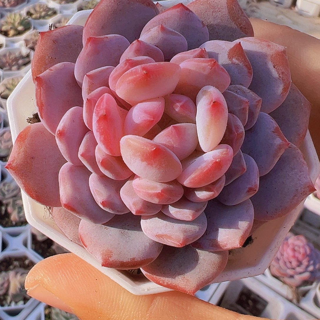 大单头玉芙蓉19包邮