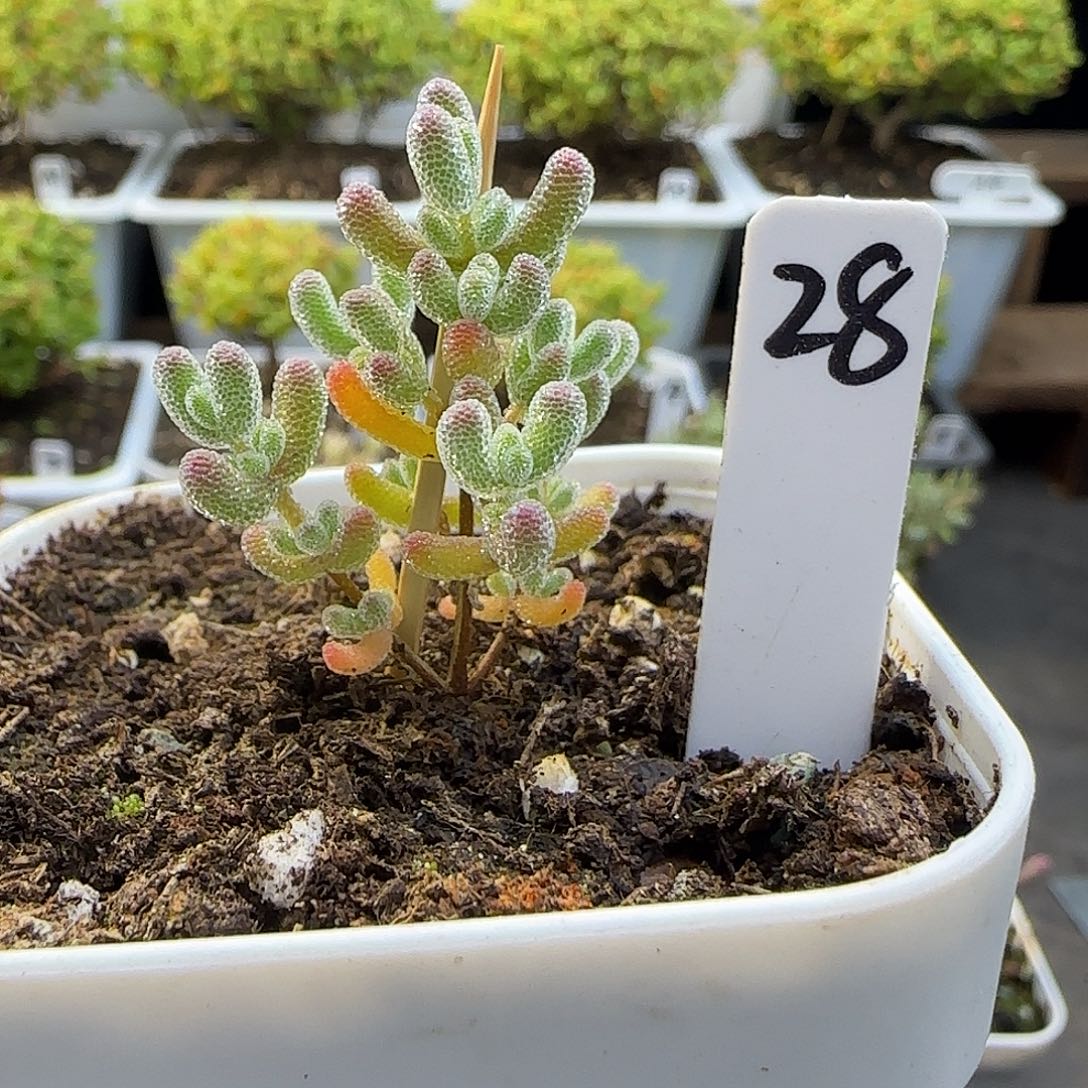 实生粉冰晶枝干番杏