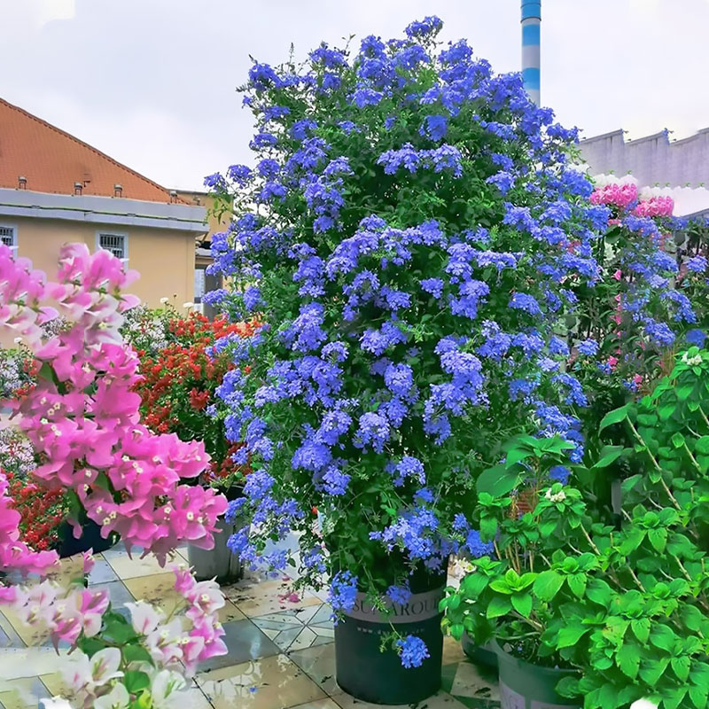 花精灵蓝雪花盆栽大苗四季爬藤室外阳台易养庭院耐晒耐寒垂钓开花