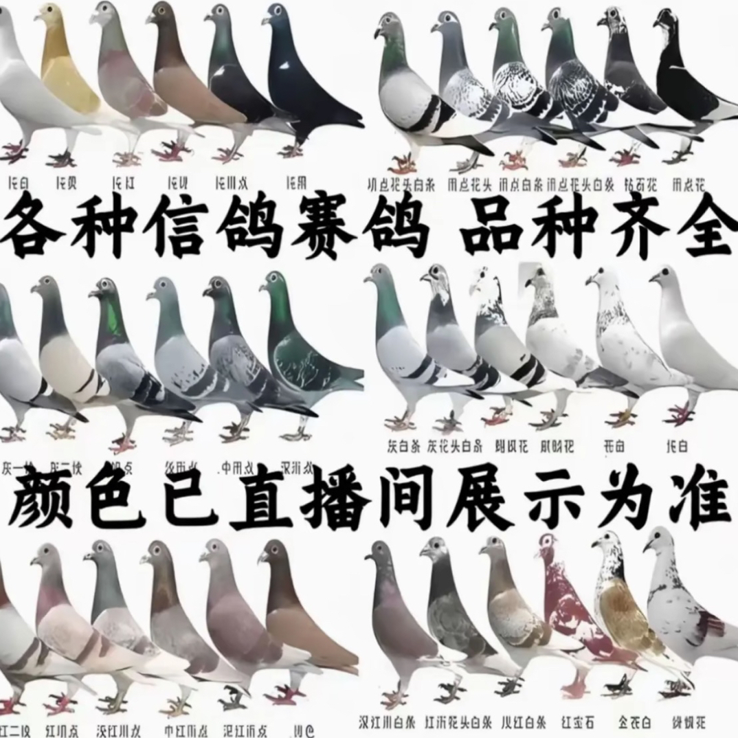 天落信鸽血统鸽生鲜肉500g