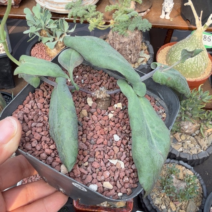 佩科厚墩菊（满28包邮）