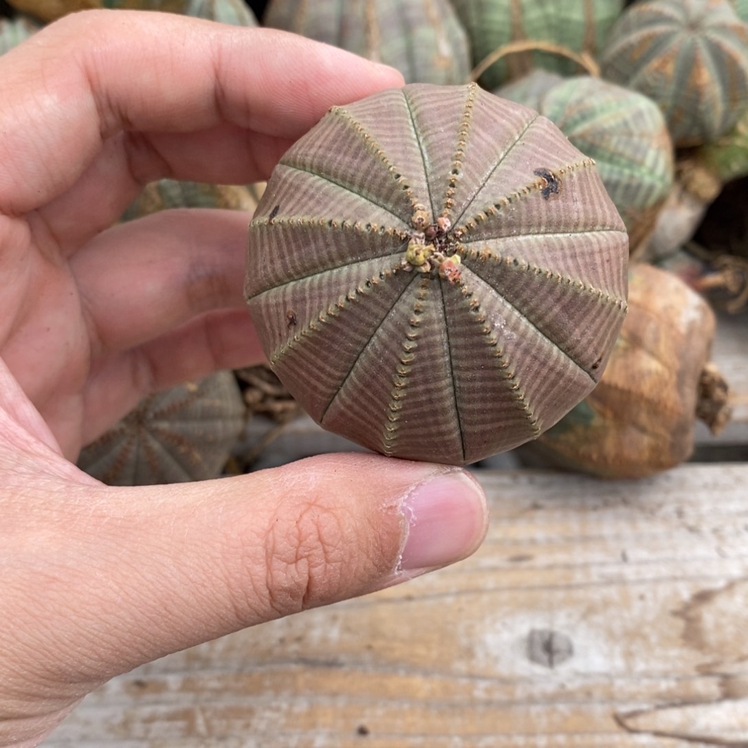 2 欧系实生布纹球多肉植物