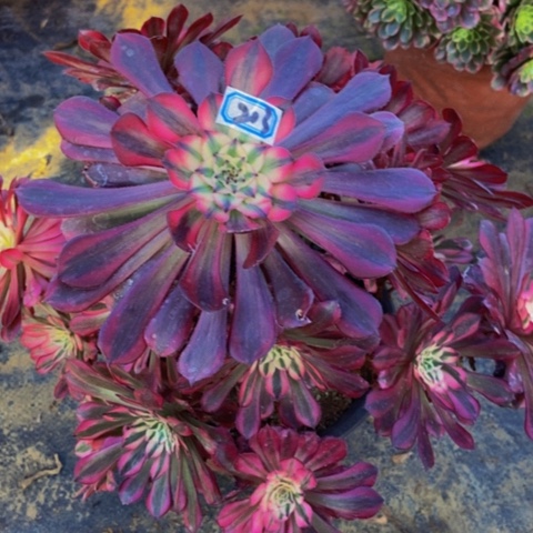 红同白多肉植物213多肉