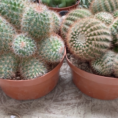 星星丸南国玉仙人球30米