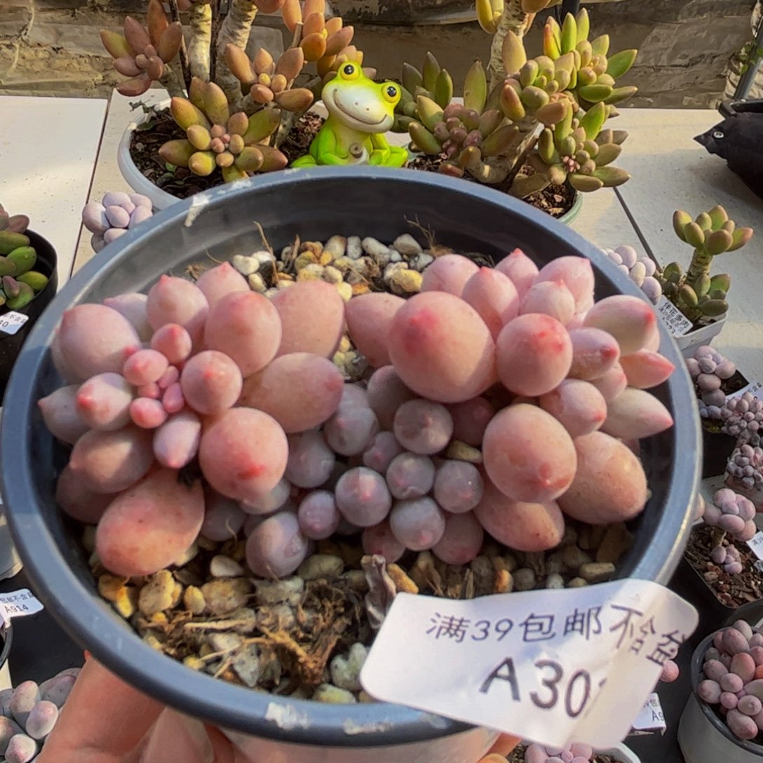 303/5cm手指奶多肉