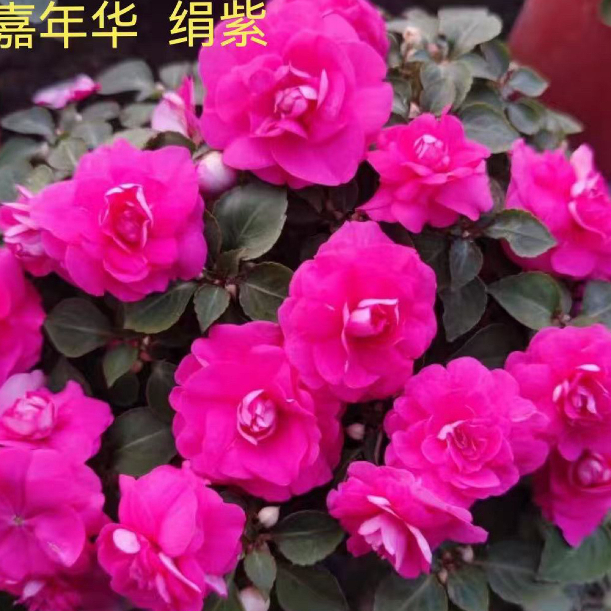 重瓣凤仙 水梅花 大花玫红 