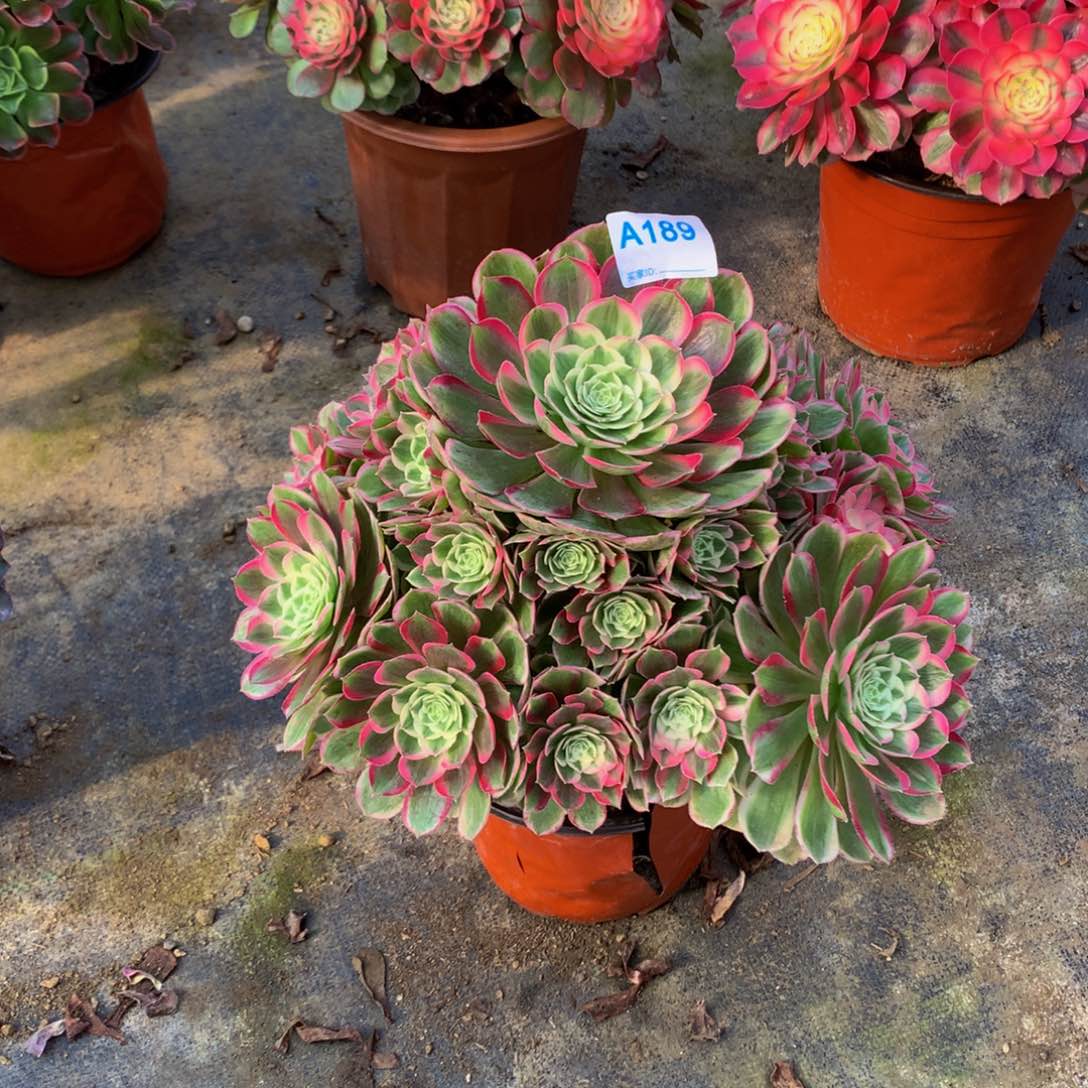 薰*草多肉植物189孔雀翎888888