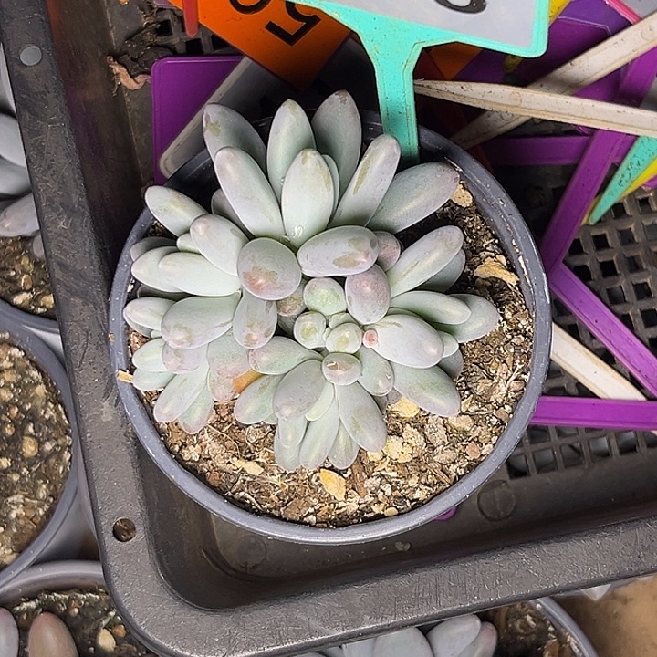 楼***园多肉植物小叶胖橙龙