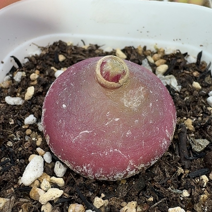 老马生石花2.7灯泡2504