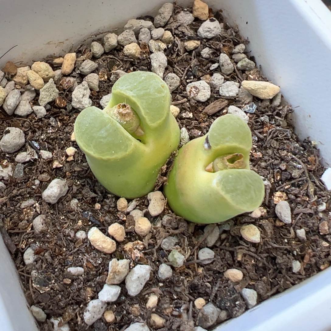 极窗奶瓶体 肉锥植物