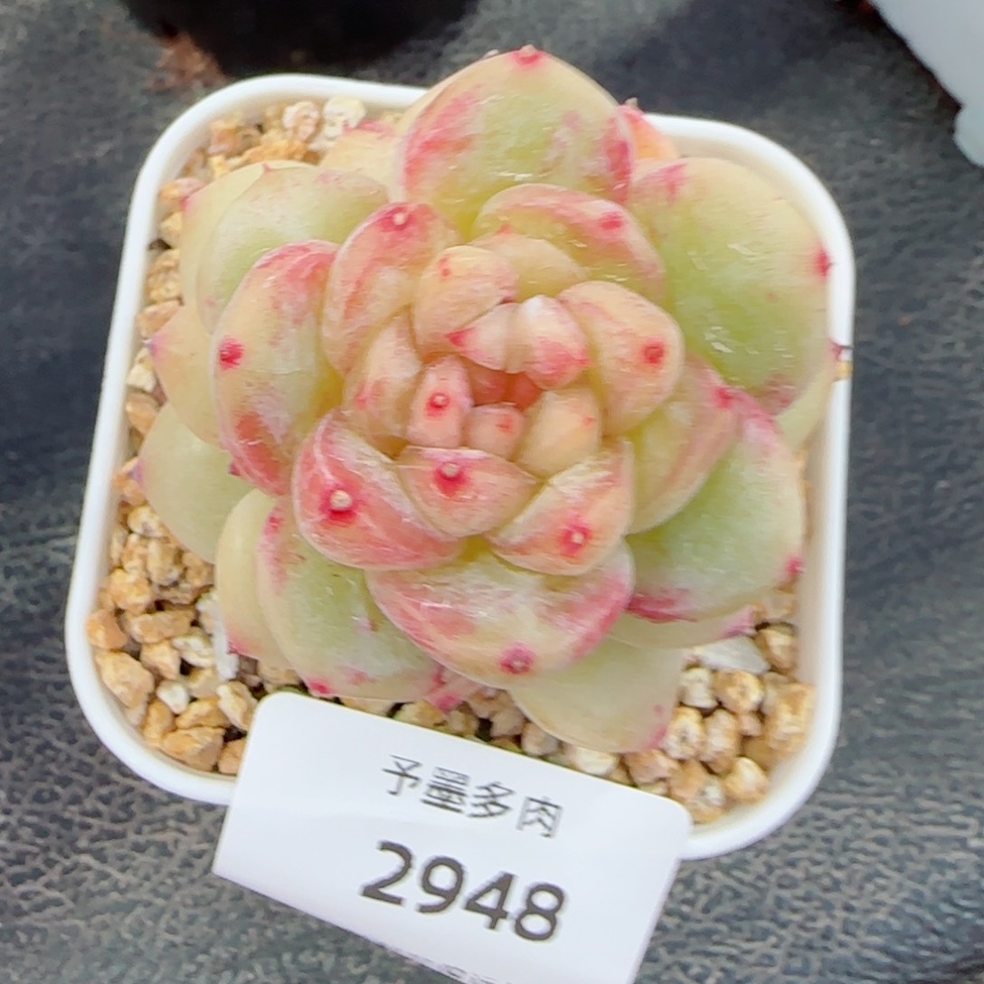 石化孤品，2948多肉