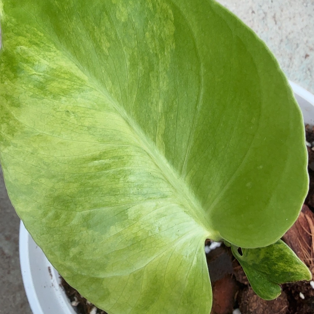 朒****无花朵龟背竹一物一拍
