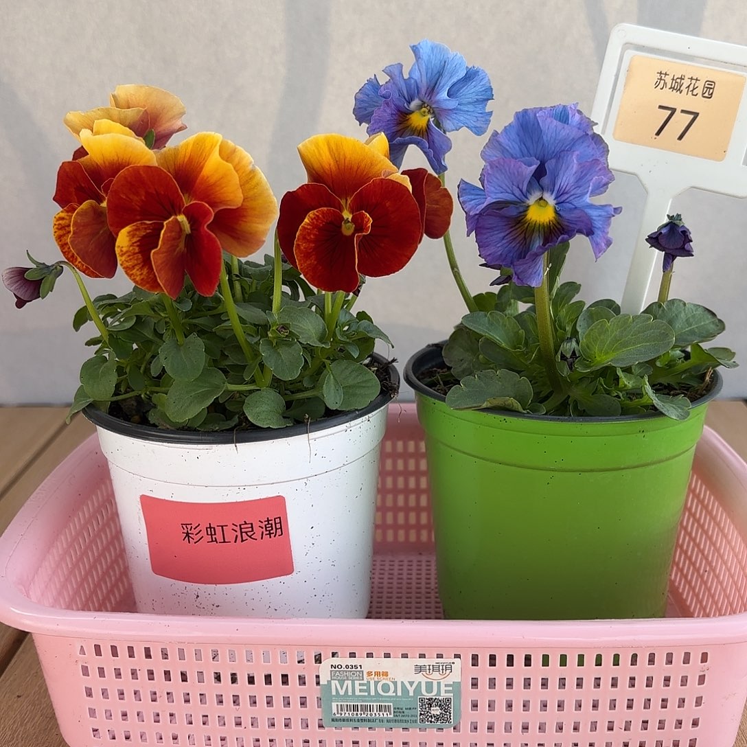 大部分开放少量花苞77