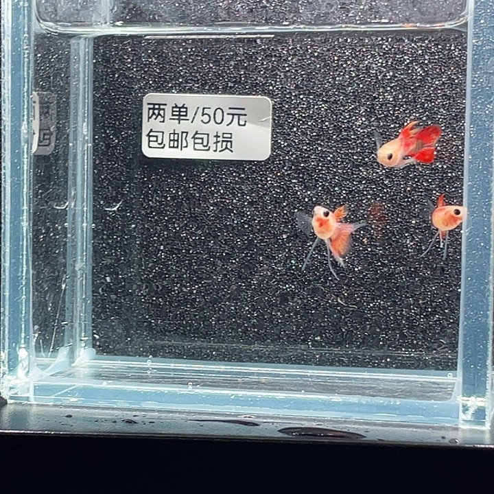 孔雀鱼5.胭脂长公3挑