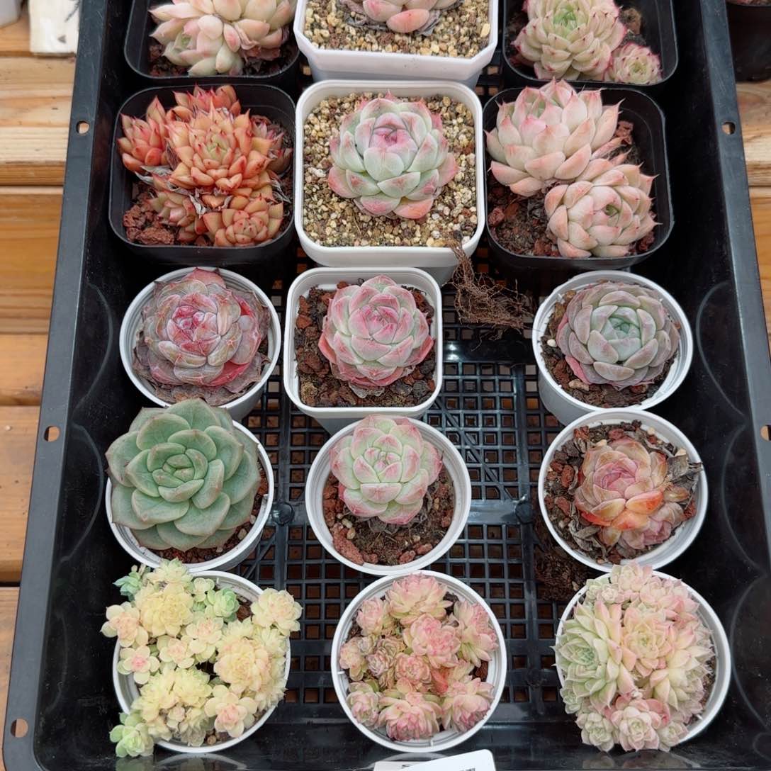 框拍框拍0307-25