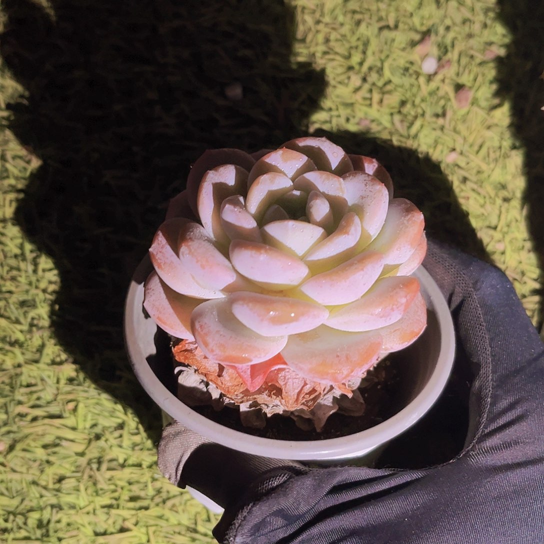 粉蝶7公分99999999