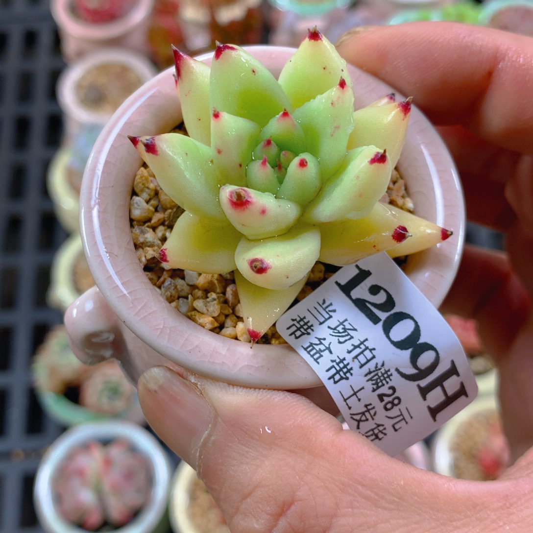 5厘米盆精控多肉1209