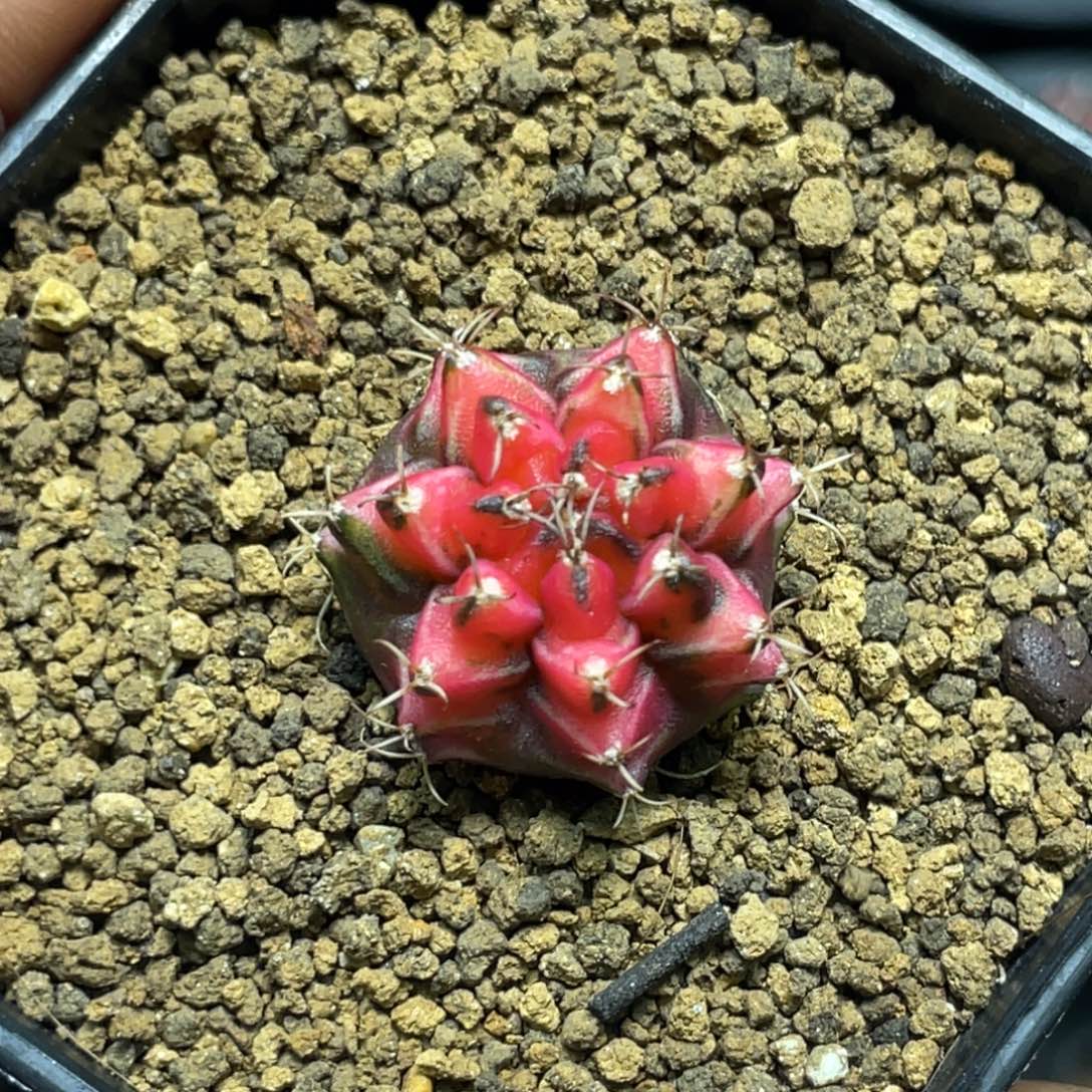 当前无花朵，栽培后可花朵粉水晶