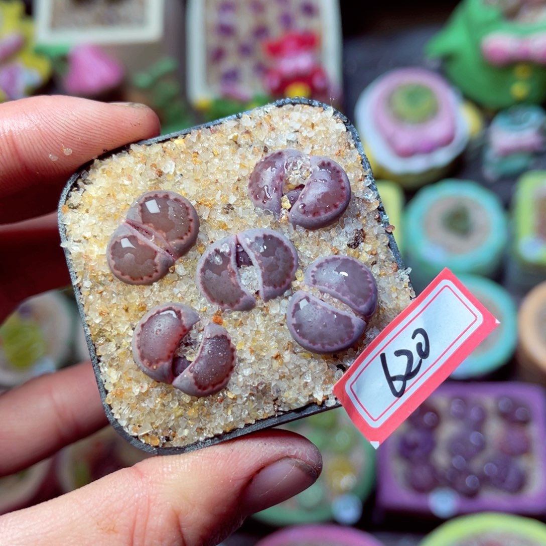 620生石花带盆发