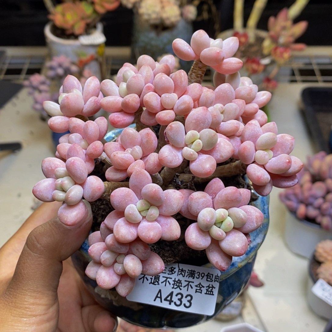 433鱼子酱多肉8c m