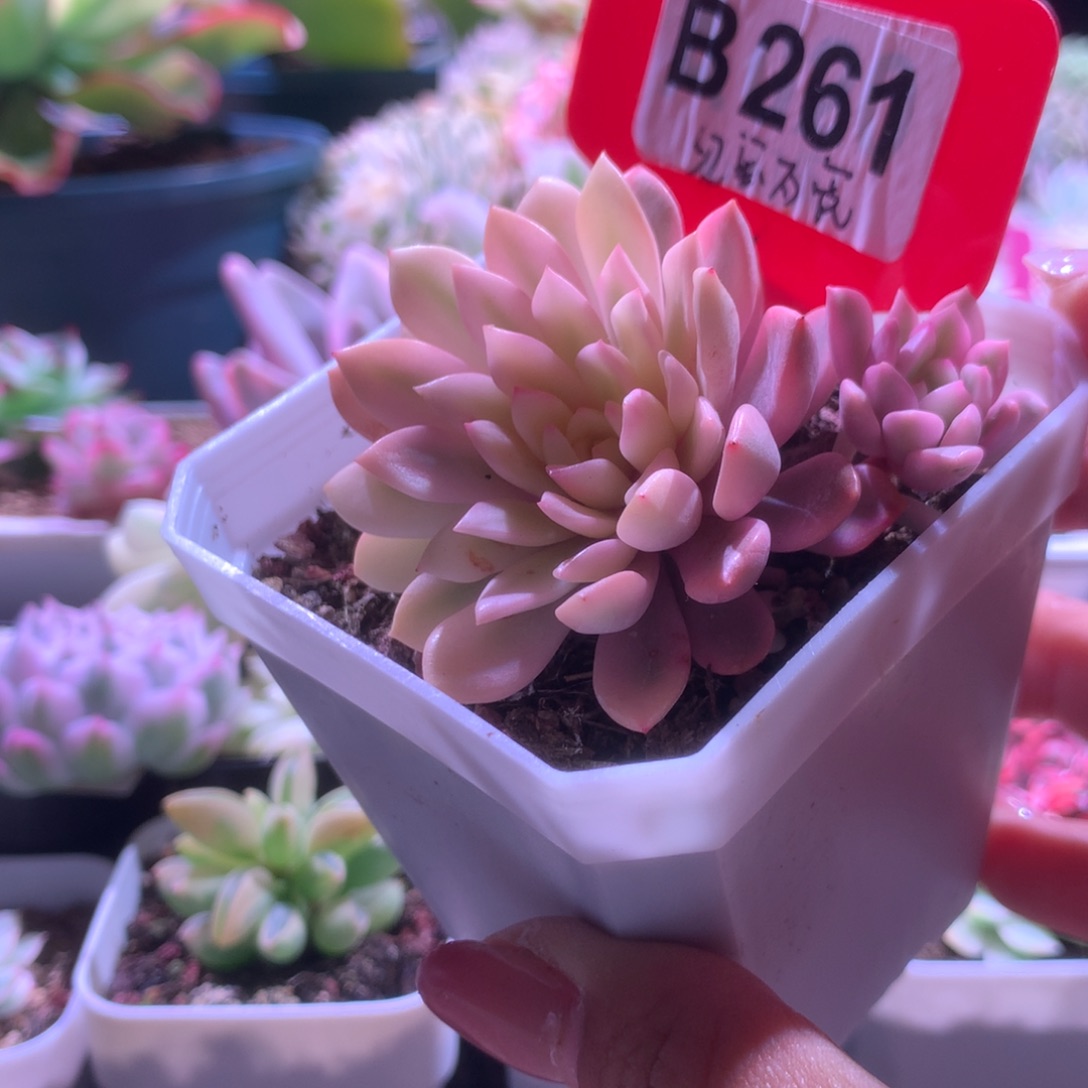 红宝石宽覆轮锦有根