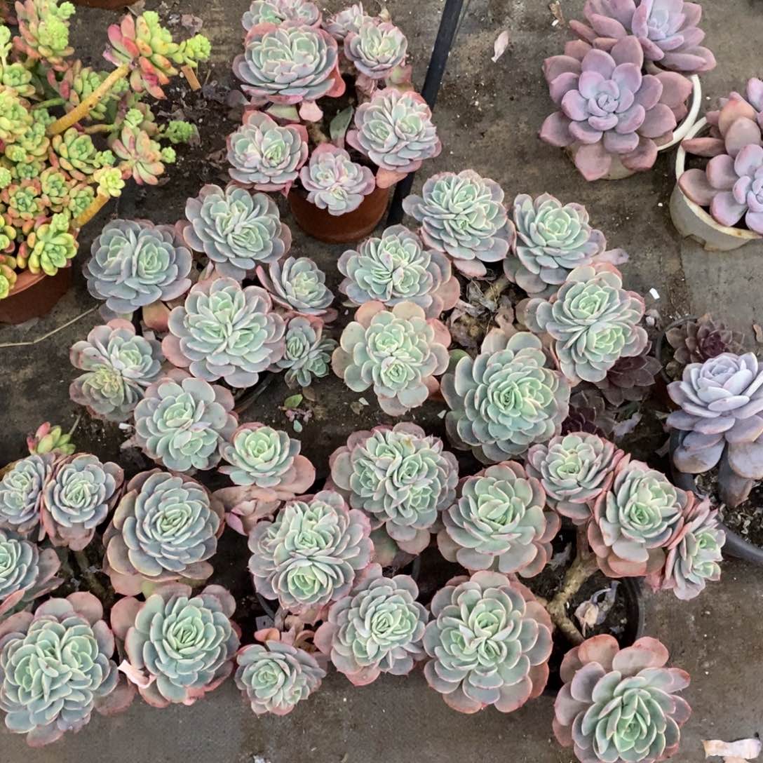 白雪公主五大头起发