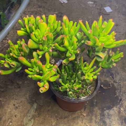 吸财树多肉植物6250