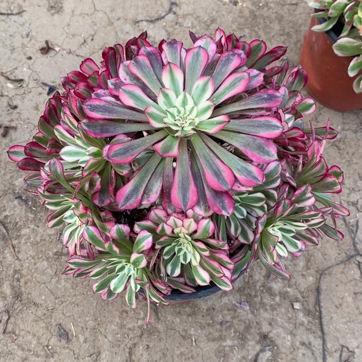 红桐超白断枝2多肉植物法师法师