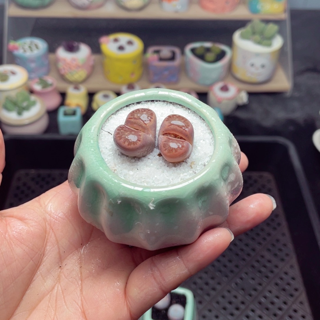 w8666 带盆土发货-零下地区拍保温箱