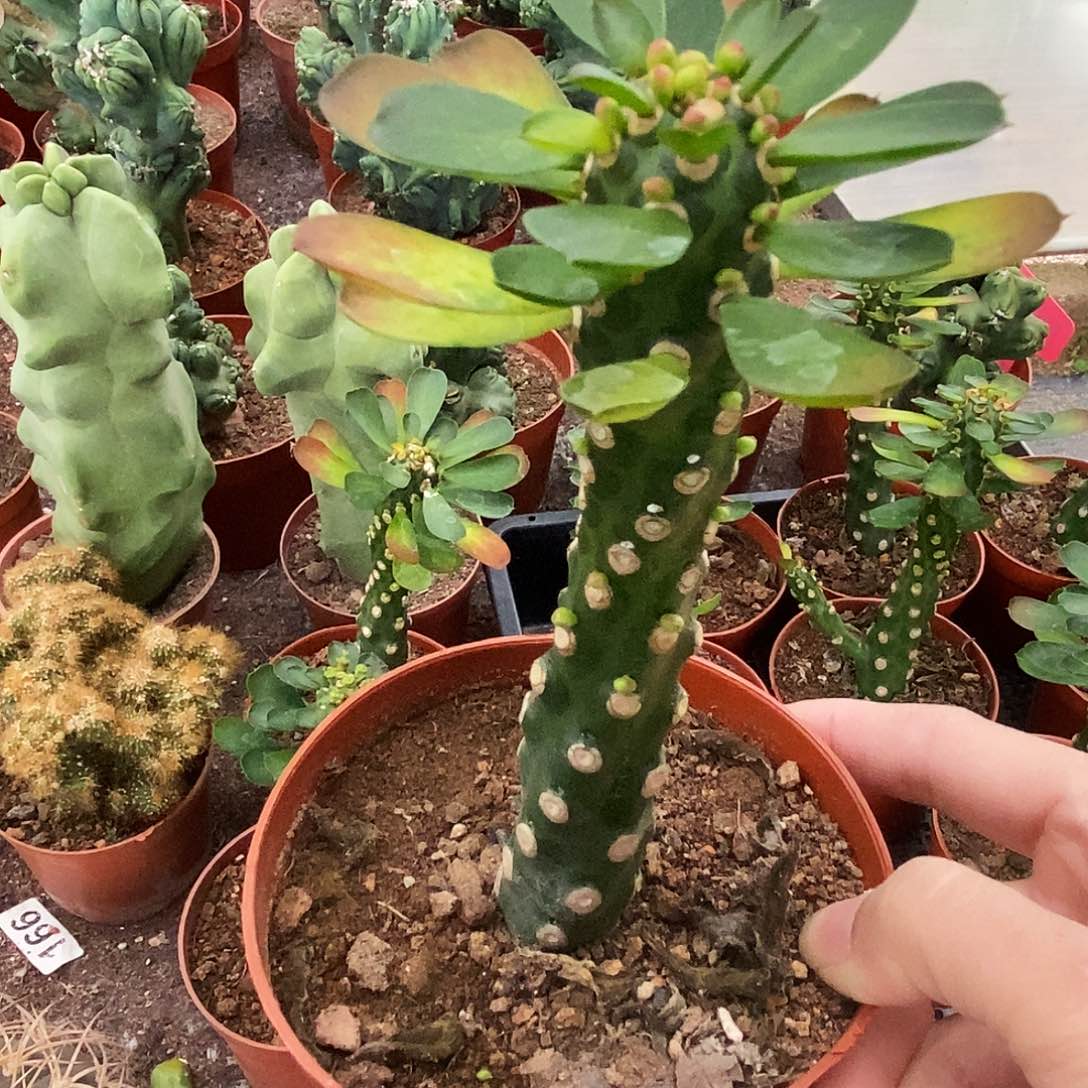 花花草草花花草草