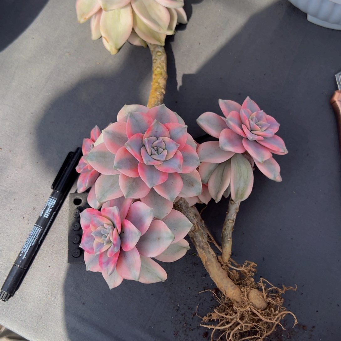 愚*鹤紫乐锦一颗发货