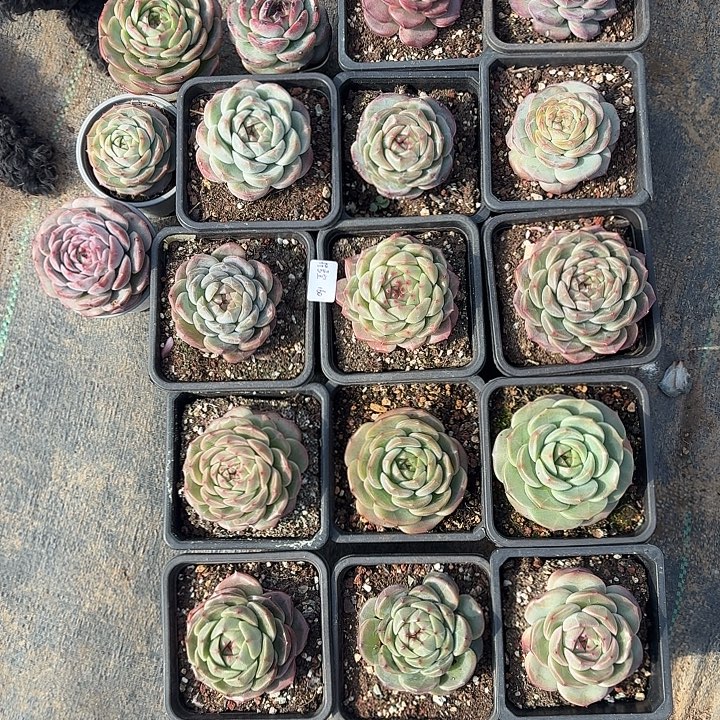 ـ***▗精品多肉植物   18颗