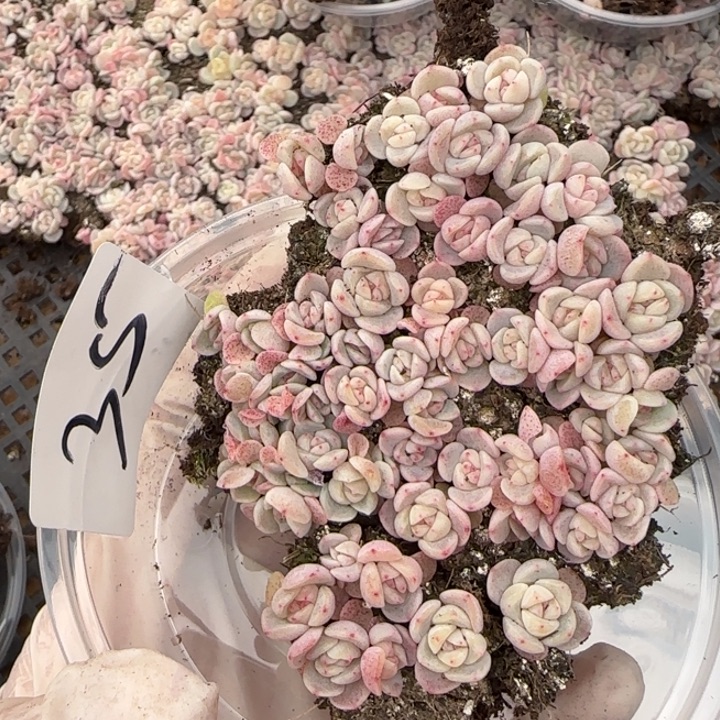 36号王者tt02系列多肉一盒