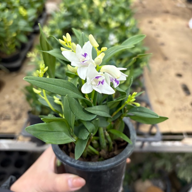 【缤纷甄选】精品白雪公主香水石斛生花苞到手一盆室内好养