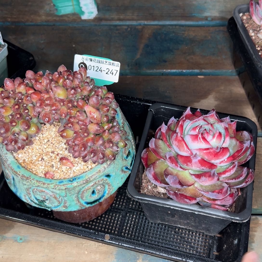 多肉一物一拍0124-247