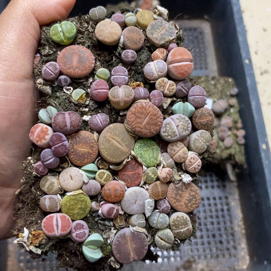 7313混合切糕有疤