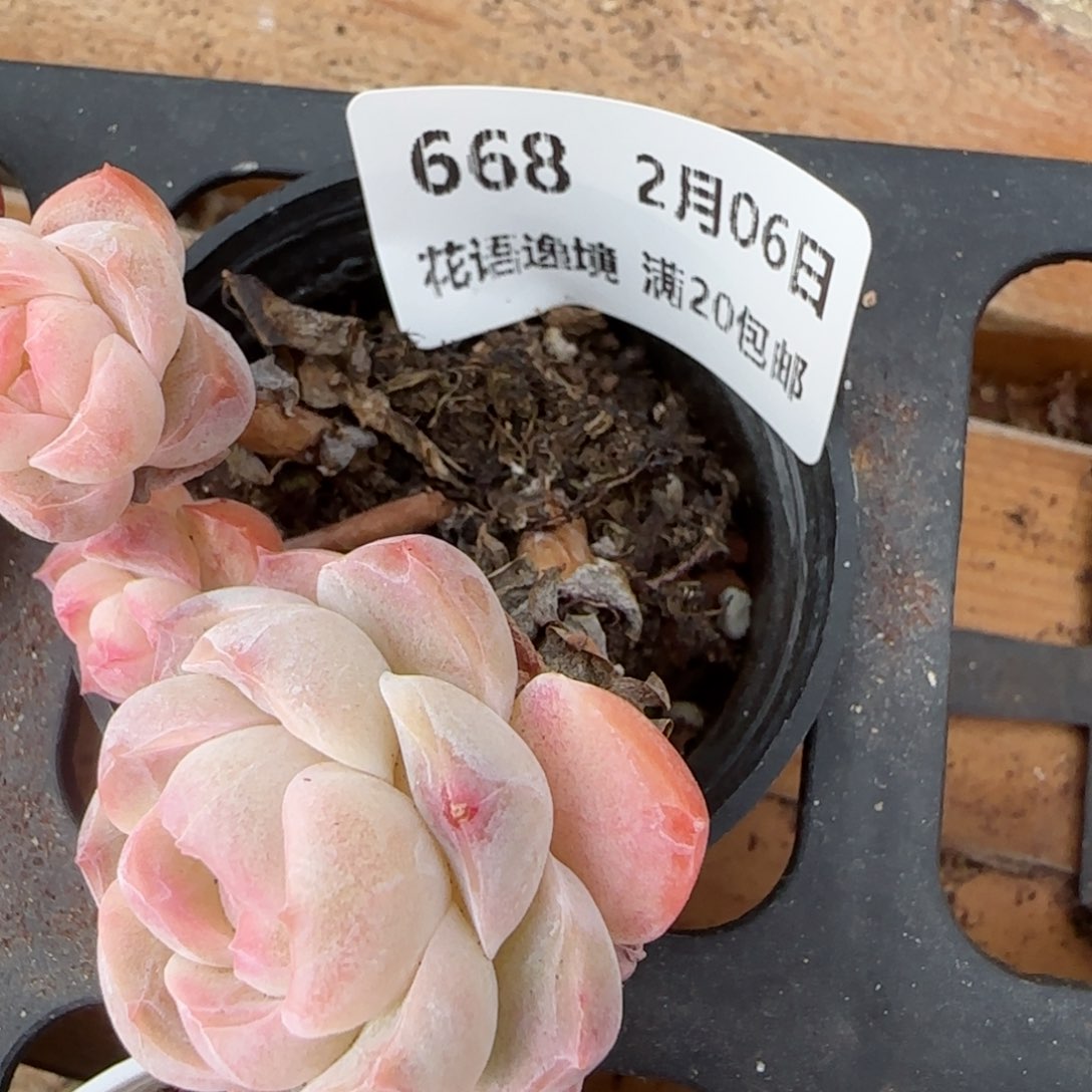 花语逸镜0206-668