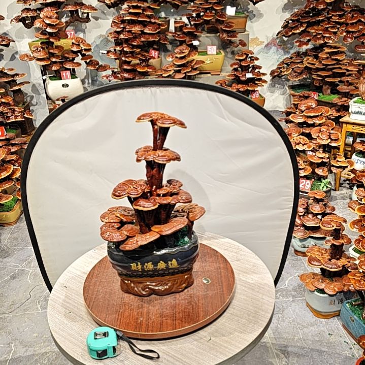高端大气上档次灵芝盆景