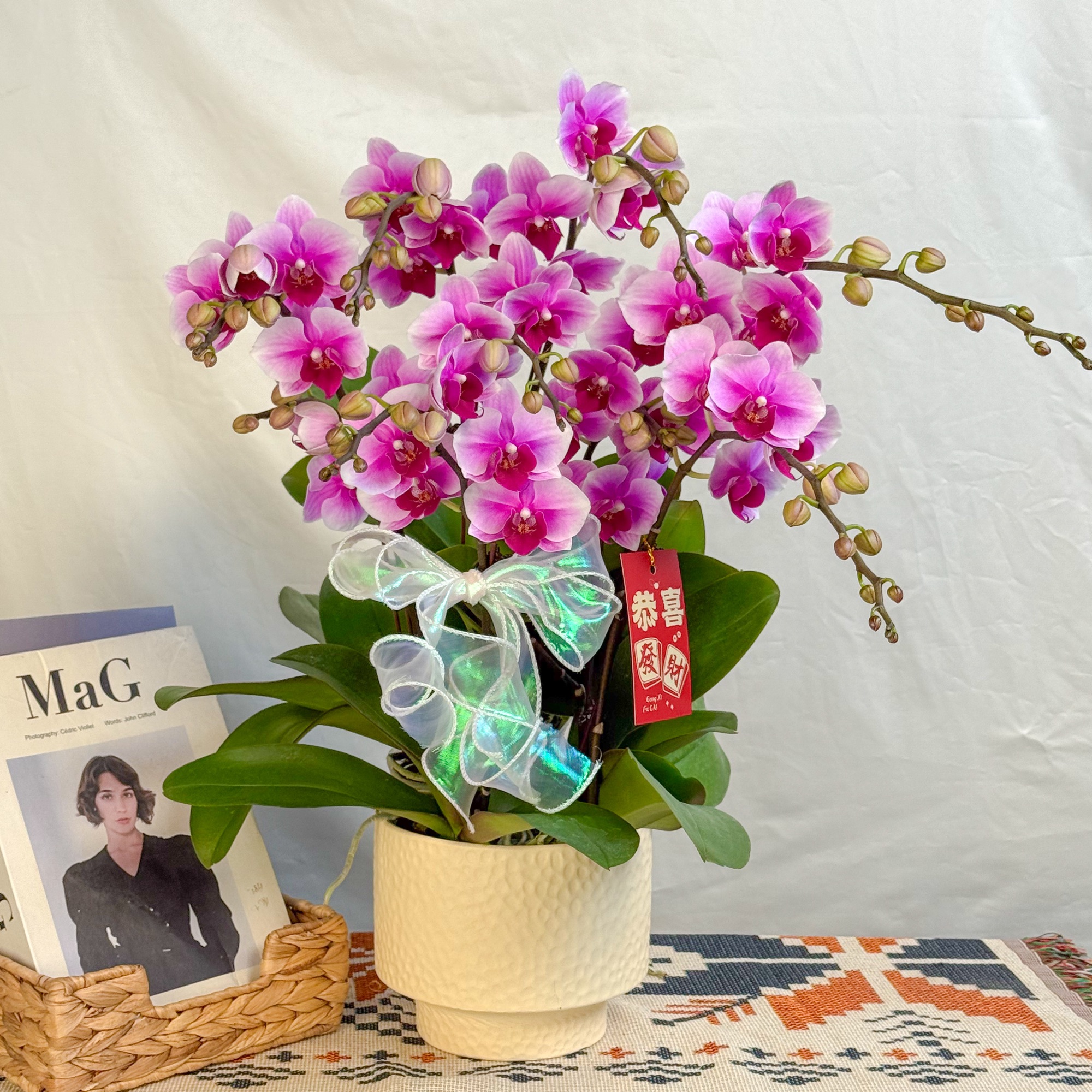 万顷蝴蝶兰<粉公主>爆款 大花型  好养花期长 年宵花 室内欣赏