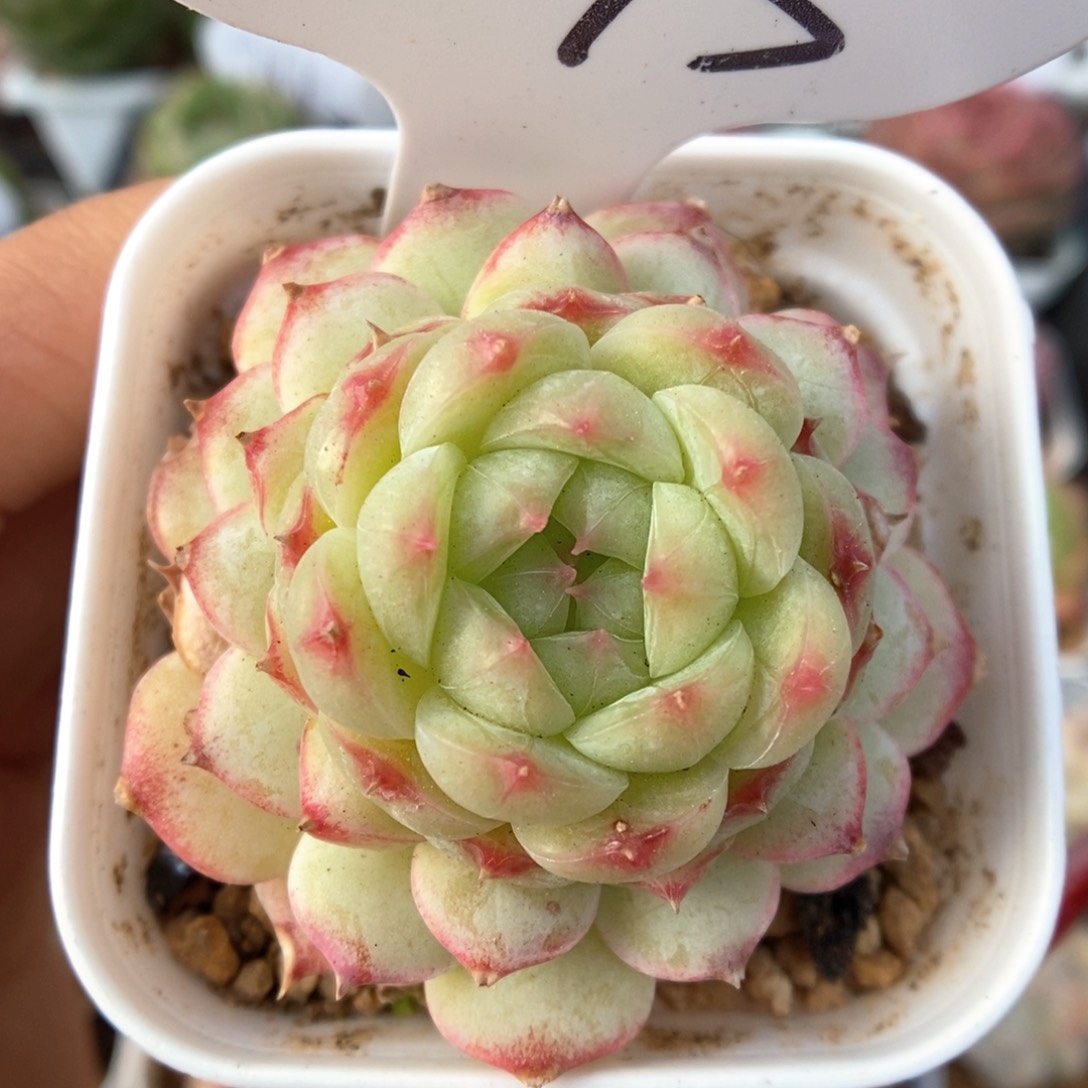 小樱可拍543号。      