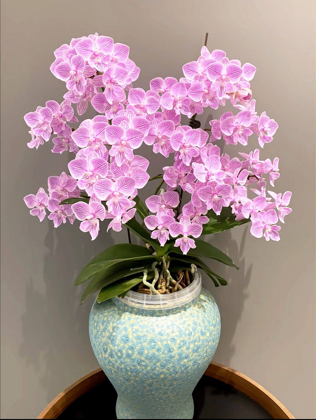 【精品特挑】樱花蝴蝶兰 3花剑 花苗盆栽鲜花绿植客厅卧室摆件 