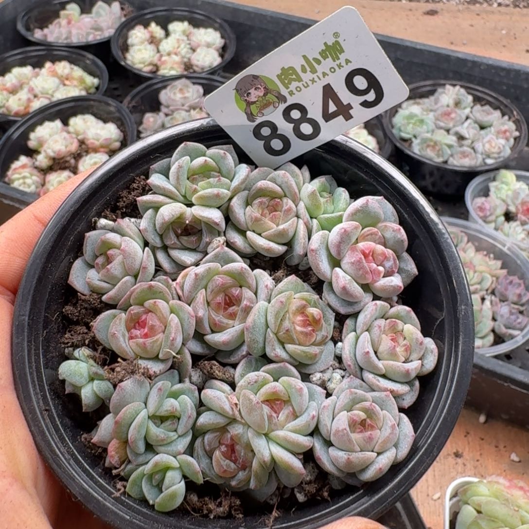 多肉植物多肉植物